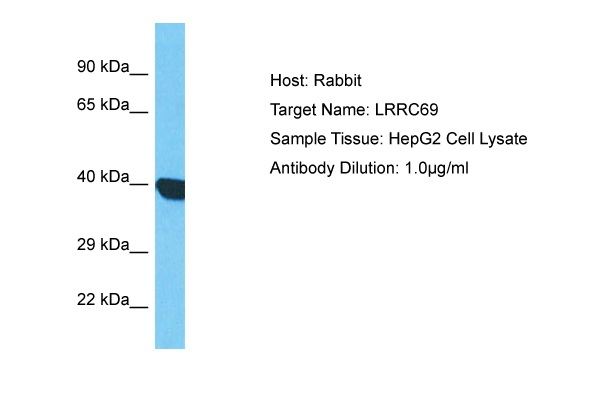 LRRC69 Antibody in Western Blot (WB)