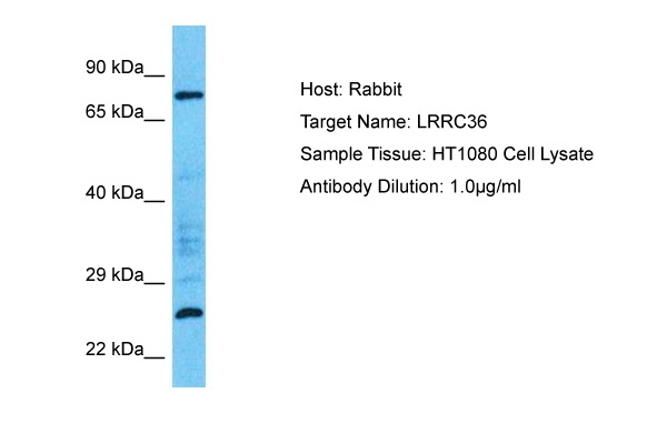 LRRC36 Antibody in Western Blot (WB)