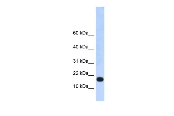 LOC115648 Antibody in Western Blot (WB)