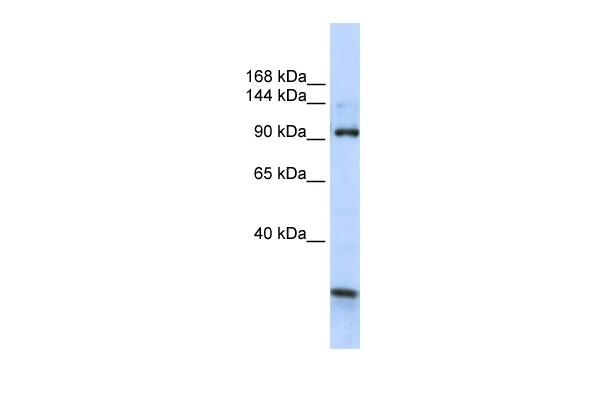 KIAA1024 Antibody in Western Blot (WB)