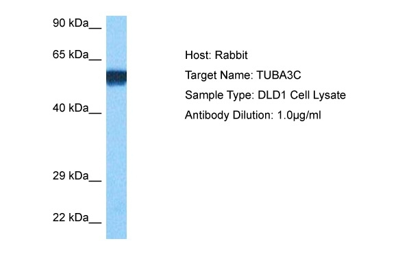 TUBA3D Antibody in Western Blot (WB)