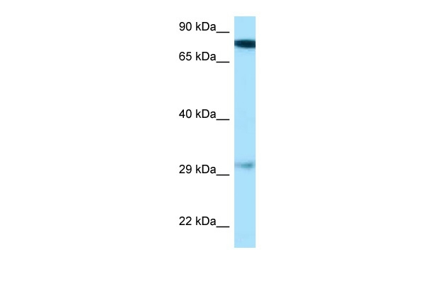 GUCY1B3 Antibody in Western Blot (WB)