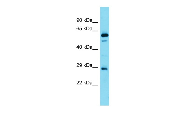 GRRP1 Antibody in Western Blot (WB)