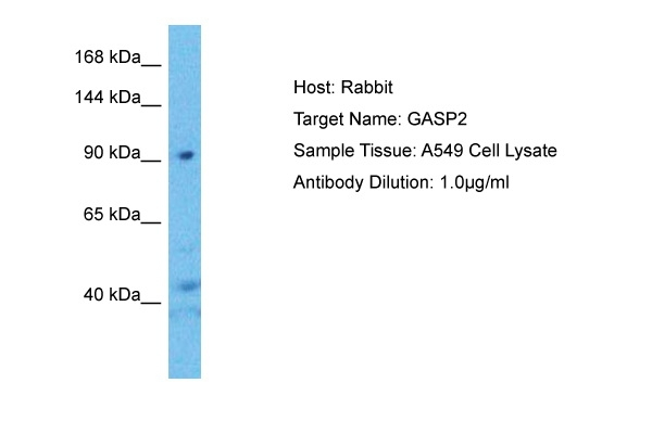 GPRASP2 Antibody in Western Blot (WB)