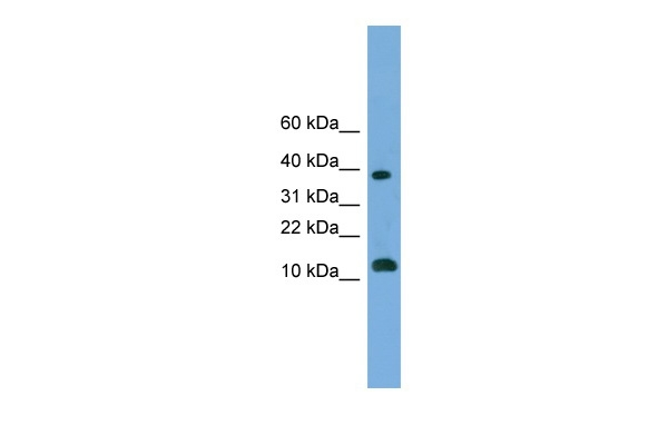 GL54D Antibody in Western Blot (WB)