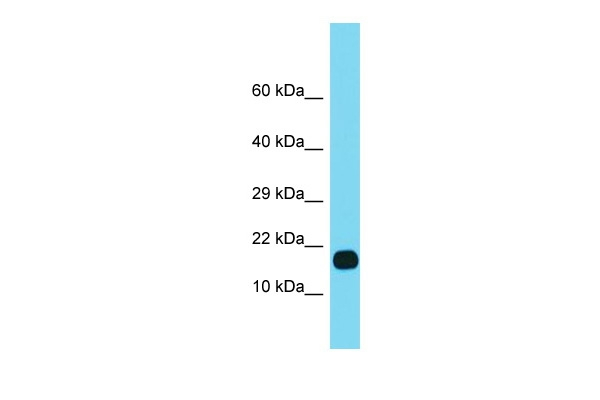 FUOM Antibody in Western Blot (WB)