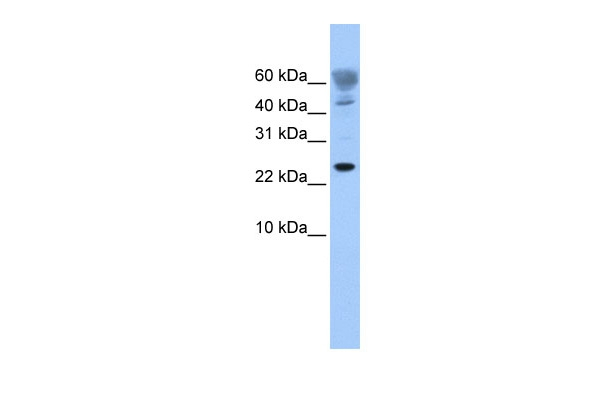 FUNDC1 Antibody in Western Blot (WB)