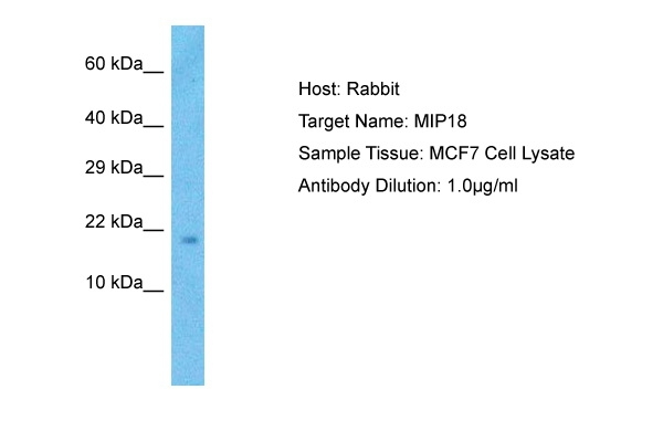 FAM96B Antibody in Western Blot (WB)