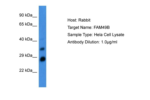 FAM49B Antibody in Western Blot (WB)