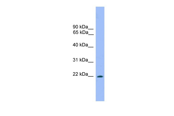 DRGX Antibody in Western Blot (WB)