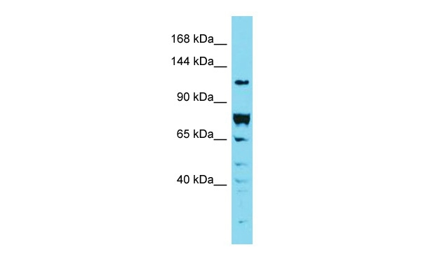 DENND2A Antibody in Western Blot (WB)