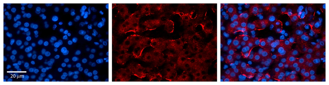 CTAGE5 Antibody in Immunohistochemistry (Paraffin) (IHC (P))