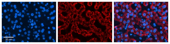 CTAGE5 Antibody in Immunohistochemistry (Paraffin) (IHC (P))