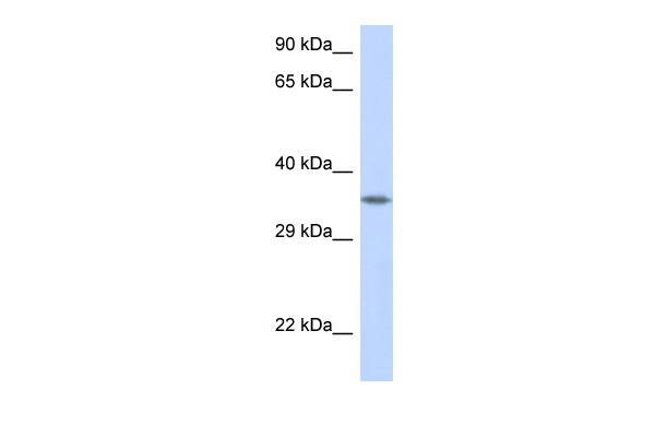 Crk Antibody in Western Blot (WB)