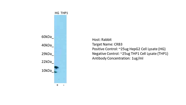 CRB3 Antibody in Western Blot (WB)