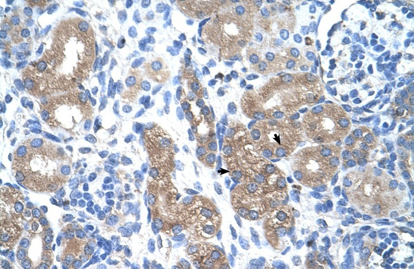 COX1 Antibody in Immunohistochemistry (Paraffin) (IHC (P))