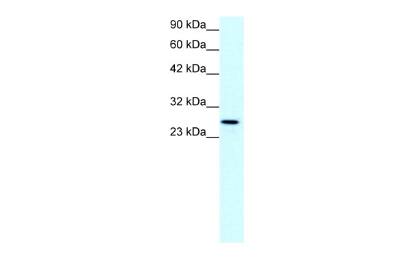 Claudin 13 Antibody in Western Blot (WB)