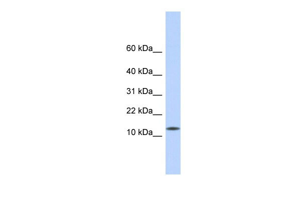 CDRT4 Antibody in Western Blot (WB)