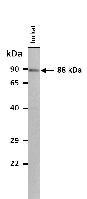 CDH24 Antibody in Western Blot (WB)