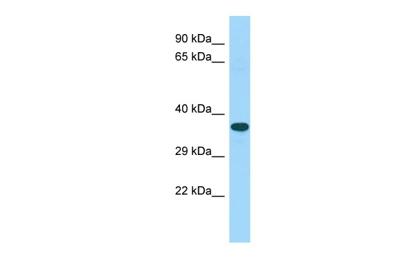 C15orf52 Antibody in Western Blot (WB)