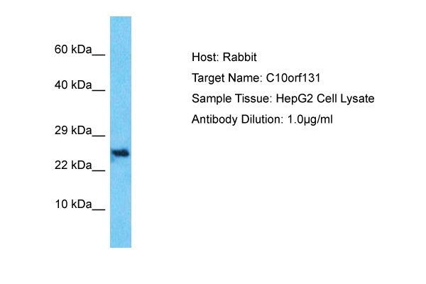 C10orf131 Antibody in Western Blot (WB)