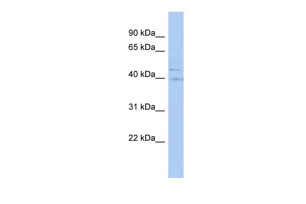 Brachyury Antibody in Western Blot (WB)
