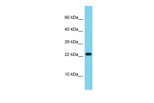 ATP5S Antibody in Western Blot (WB)
