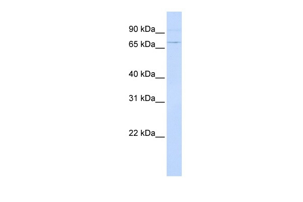 ATF6 Antibody in Western Blot (WB)
