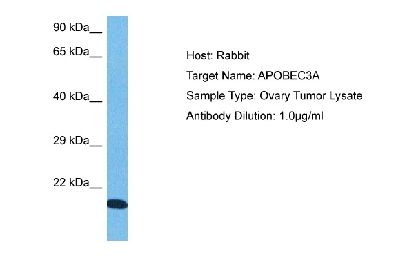 APOBEC3A Antibody in Western Blot (WB)