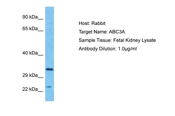 APOBEC3A Antibody in Western Blot (WB)