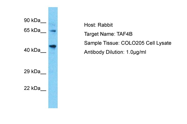 TAF4B Antibody in Western Blot (WB)