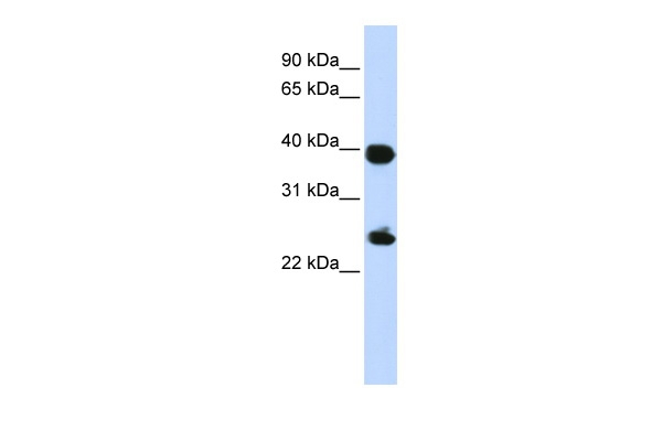 Histone Macro-H2A.1 Antibody in Western Blot (WB)
