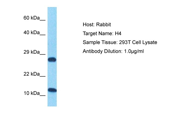 Histone H4 Antibody in Western Blot (WB)