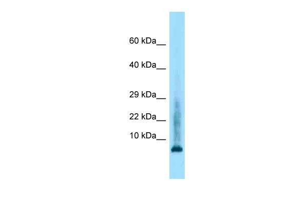 Histone H4 Antibody in Western Blot (WB)