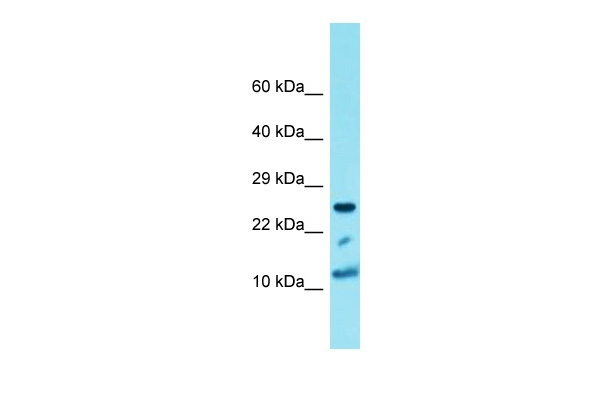 Histone H4 Antibody in Western Blot (WB)