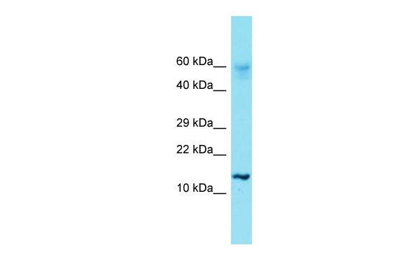 Histone H2A Antibody in Western Blot (WB)
