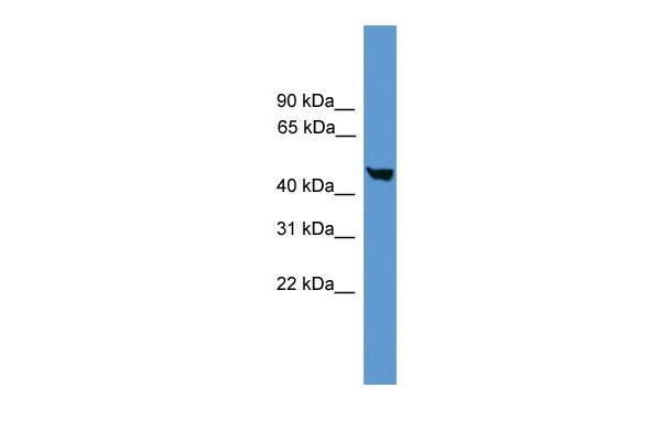Caspase 5 Antibody in Western Blot (WB)