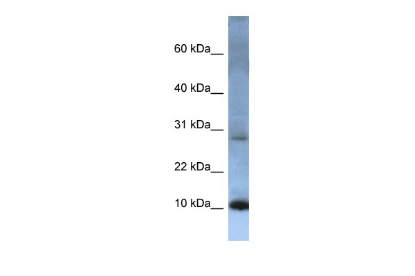ATP5MC2 Antibody in Western Blot (WB)