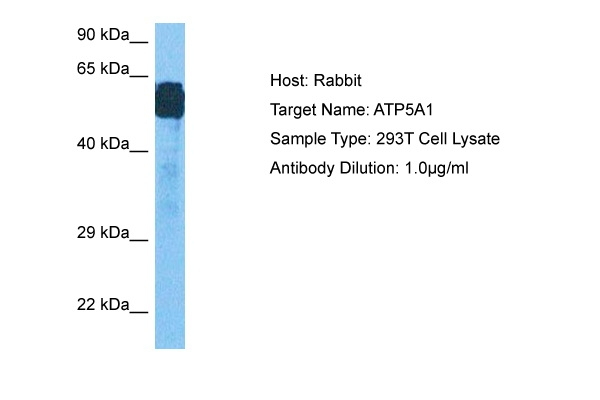 ATP5F1A Antibody in Western Blot (WB)