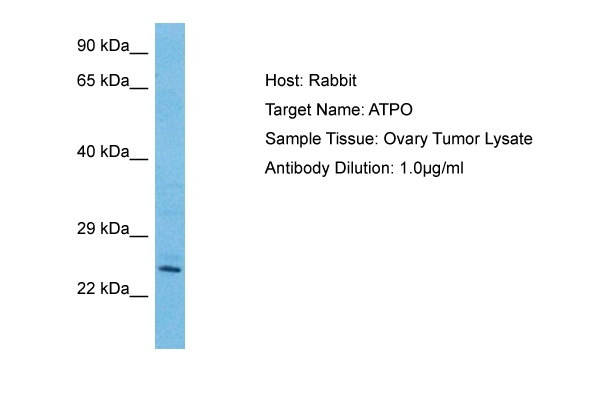 ATP Synthase O Antibody in Western Blot (WB)