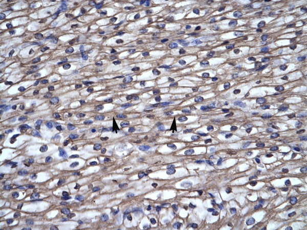 ARTS Antibody in Immunohistochemistry (IHC)