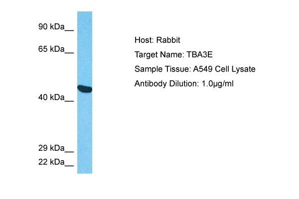 TUBA3E Antibody in Western Blot (WB)