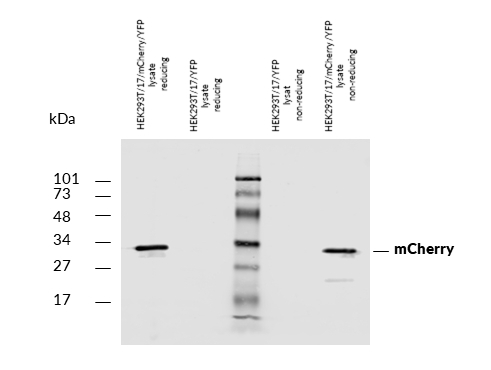 mCherry Antibody in Western Blot (WB)