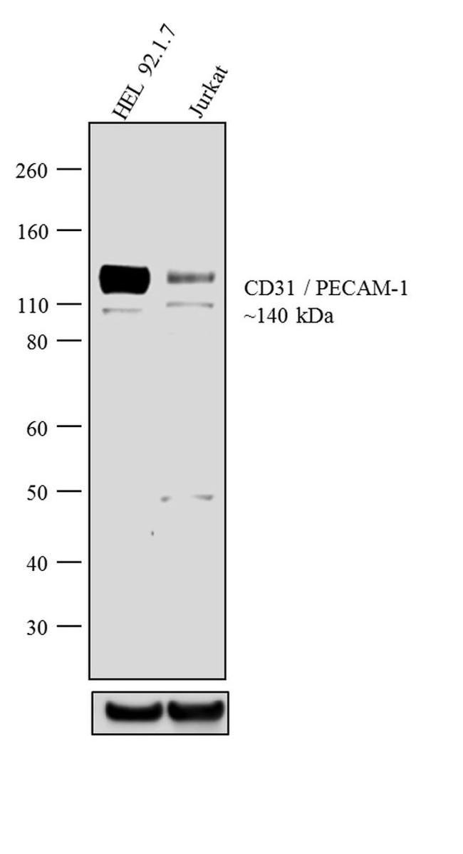 CD31 Polyclonal Antibody | Invitrogen (PA5-16301)