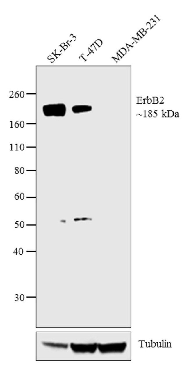 ErbB2 (HER-2) Antibody
