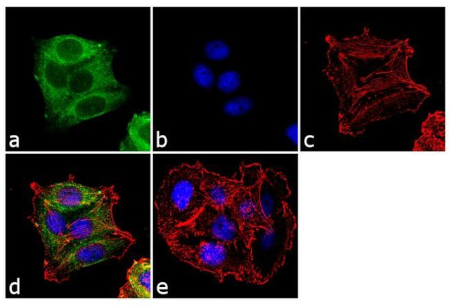 COX1 Antibody in Immunocytochemistry (ICC/IF)