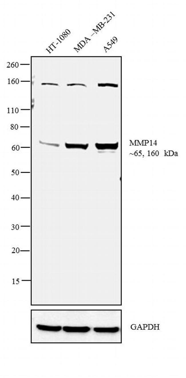 MMP14 Antibody in Western Blot (WB)
