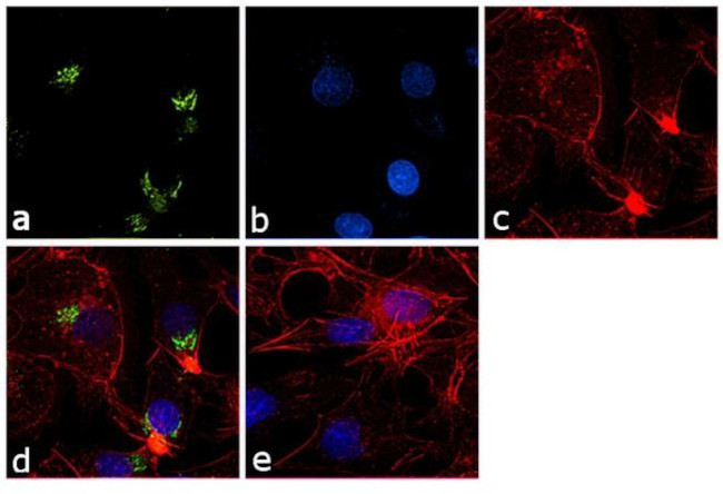 Fibrinogen Antibody in Immunocytochemistry (ICC/IF)