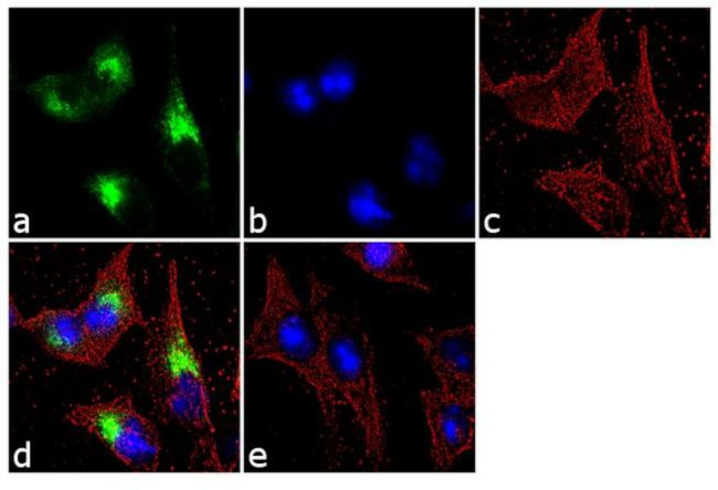 Human Serum Albumin Antibody in Immunocytochemistry (ICC/IF)