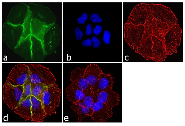 Pan-cadherin Antibody in Immunocytochemistry (ICC/IF)